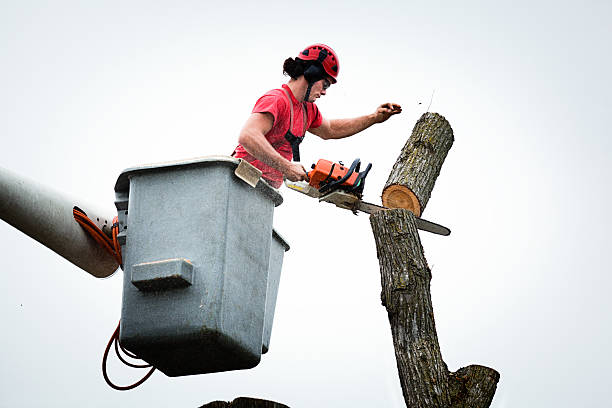 Professional Tree Removal Services in Newport, RI