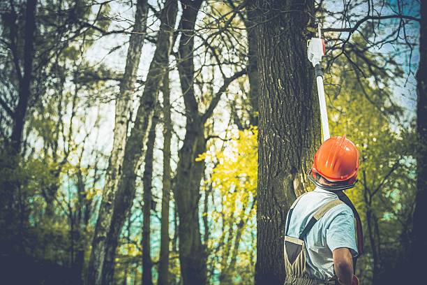 How Our Tree Care Process Works  in  Newport, RI